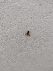 Hoplitimyia mutabilis