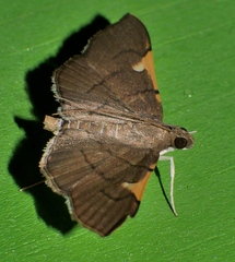 Omiodes dispilotalis