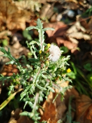 Senecio vulgaris