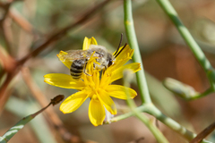 Colletes moricei