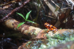 Oophaga solanensis
