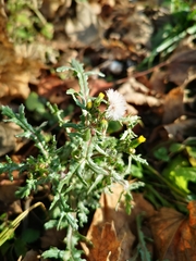 Senecio vulgaris