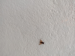 Hoplitimyia mutabilis