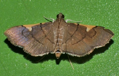 Omiodes dispilotalis