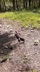 Varanus albigularis