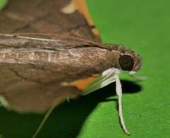 Omiodes dispilotalis