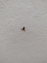 Hoplitimyia mutabilis