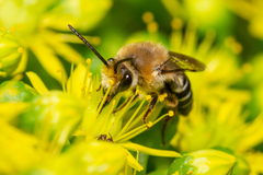 Colletes dimidiatus