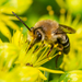 Canary Islands Cellophane Bee - Photo (c) Gustavo Peña, some rights reserved (CC BY-NC), uploaded by Gustavo Peña