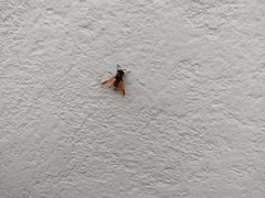 Hoplitimyia mutabilis