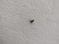 Hoplitimyia mutabilis