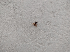 Hoplitimyia mutabilis