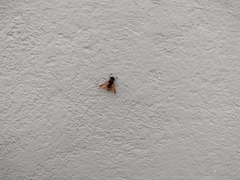 Hoplitimyia mutabilis