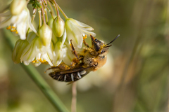 Colletes dimidiatus