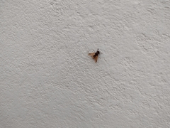 Hoplitimyia mutabilis