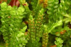 Selaginella douglasii