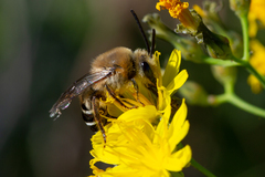 Colletes dimidiatus