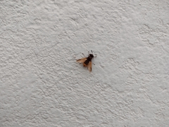 Hoplitimyia mutabilis