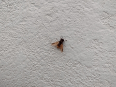 Hoplitimyia mutabilis