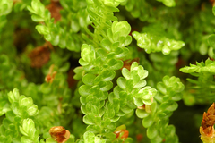 Selaginella douglasii