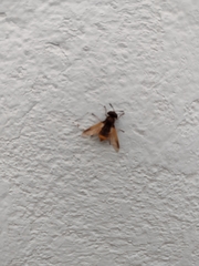 Hoplitimyia mutabilis