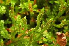 Selaginella douglasii
