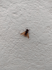 Hoplitimyia mutabilis