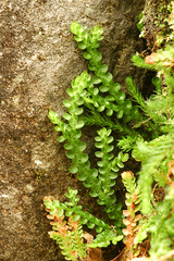 Selaginella douglasii