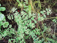 Euphorbia cozumelensis