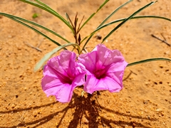 Ipomoea bolusiana