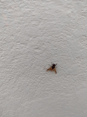 Hoplitimyia mutabilis