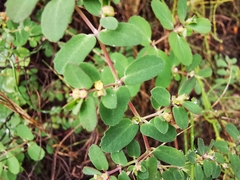 Euphorbia cozumelensis