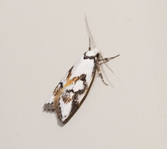 Cosmaresta anarrecta