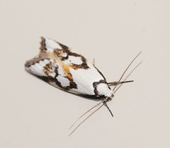 Cosmaresta anarrecta