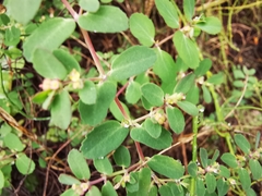 Euphorbia cozumelensis