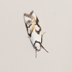 Cosmaresta anarrecta