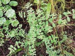Euphorbia cozumelensis