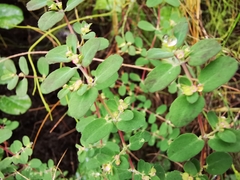 Euphorbia cozumelensis