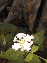Lantana fucata
