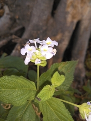 Lantana fucata