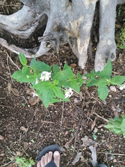 Lantana fucata