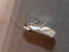 Philobota acropola