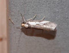 Philobota acropola