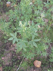 Tarenaya longicarpa