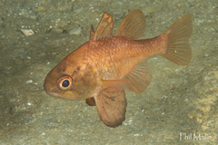 Vincentia conspersa