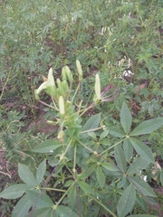Tarenaya longicarpa