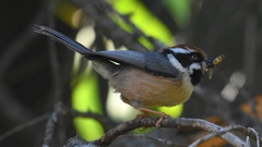 Aegithalos concinnus iredalei