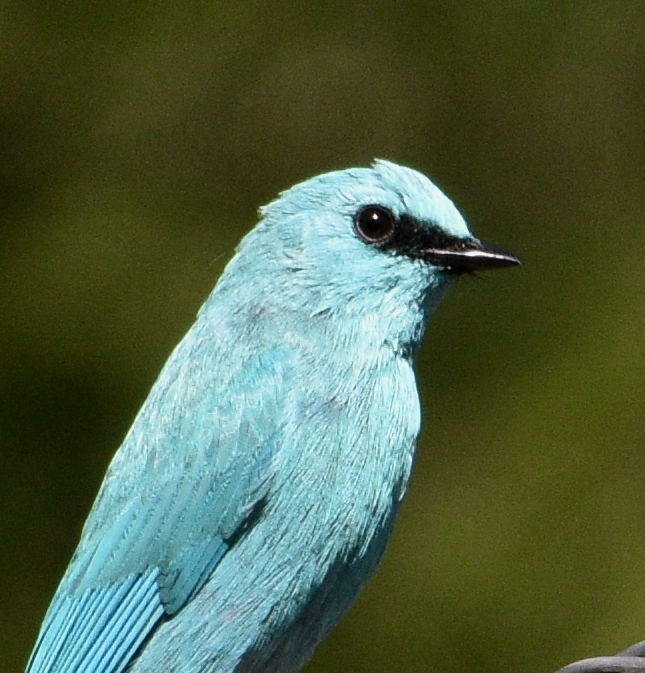 Verditer Flycatcher