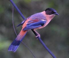 Heterophasia capistrata