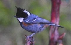 Periparus ater melanolophus